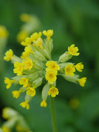 Attēlu rezultāti vaicājumam “Primula veris flower”