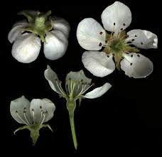 Attēlu rezultāti vaicājumam “Pyrus communis flower”