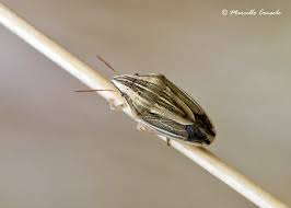 Attēlu rezultāti vaicājumam “Aelia acuminata”