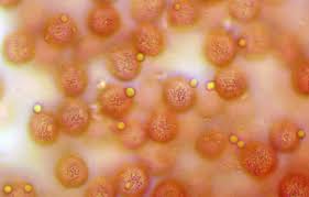 Attēlu rezultāti vaicājumam “Fuligo gyrosa macro”