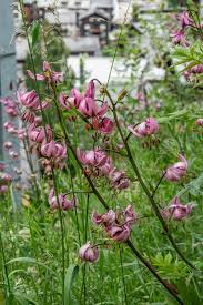 Attēlu rezultāti vaicājumam “Lilium martagon”