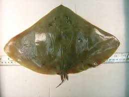 Image result for Gymnura micrura