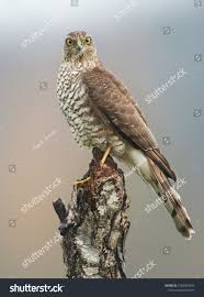 Attēlu rezultāti vaicājumam “Accipiter nisus female”