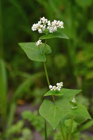 Attēlu rezultāti vaicājumam “Fagopyrum esculentum flower”