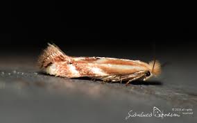 Attēlu rezultāti vaicājumam “Bucculatricidae”