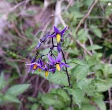 Attēlu rezultāti vaicājumam “Solanum dulcamara flower”