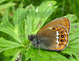 Attēlu rezultāti vaicājumam “Coenonympha hero”