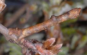 Attēlu rezultāti vaicājumam “Hypomecis roboraria”