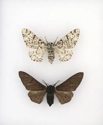 Attēlu rezultāti vaicājumam “Biston betularia”