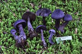 Attēlu rezultāti vaicājumam “Cortinarius violaceus”