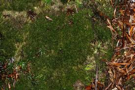 Attēlu rezultāti vaicājumam “Blepharostoma trichophyllum”