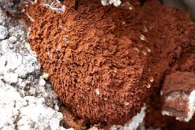 Attēlu rezultāti vaicājumam “Oligonema sp.”