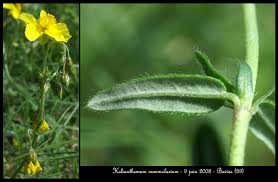 Attēlu rezultāti vaicājumam “Helianthemum nummularium leaf”