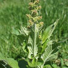 Attēlu rezultāti vaicājumam “Chenopodium bonus-henricus leaf”