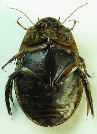 Attēlu rezultāti vaicājumam “Acilius sulcatus”