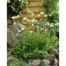 Attēlu rezultāti vaicājumam “Polemonium caeruleum bud”
