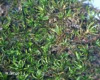 Attēlu rezultāti vaicājumam “Dichodontium pellucidum sporophyte”