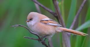 Attēlu rezultāti vaicājumam “Panurus biarmicus female”