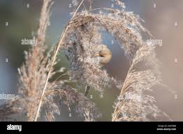 Attēlu rezultāti vaicājumam “Panurus biarmicus female”