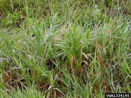 Attēlu rezultāti vaicājumam “Phalaroides arundinacea fruit”