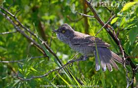Attēlu rezultāti vaicājumam “Sylvia nisoria”