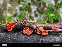 Attēlu rezultāti vaicājumam “Sarcoscypha austriaca”