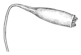 Attēlu rezultāti vaicājumam “Bryum pseudotriquetrum”