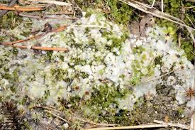 Attēlu rezultāti vaicājumam “Sebacina incrustans”