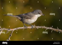 Image result for Sylvia hortensis