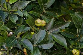 Attēlu rezultāti vaicājumam “Carya ovata fruit”