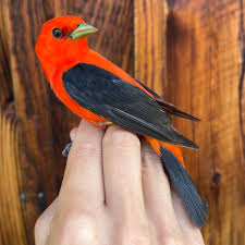 Image result for Piranga olivacea