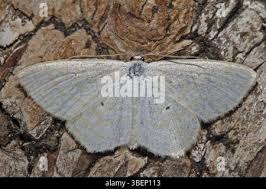 Attēlu rezultāti vaicājumam “Scopula floslactata”