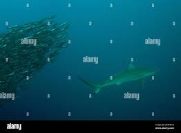 Image result for Carcharhinus brachyurus