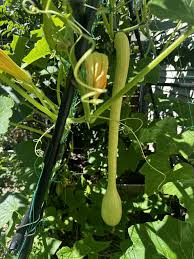 Image result for tromboncino