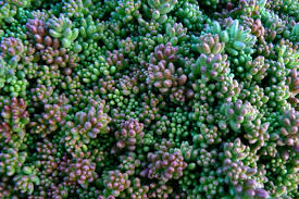 Image result for Sedum album `Coral Carpet`