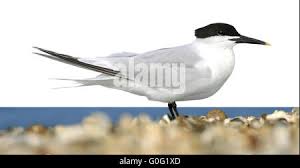 Attēlu rezultāti vaicājumam “Sterna sandvicensis adult”