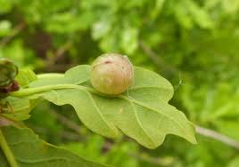 Attēlu rezultāti vaicājumam “Neuroterus quercusbaccarum”