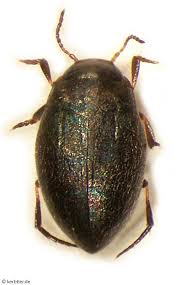 Attēlu rezultāti vaicājumam “Colymbetes striatus”