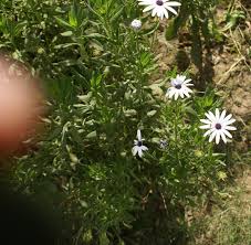 Image result for Dimorphotheca pluvialis