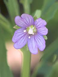 Attēlu rezultāti vaicājumam “Epilobium roseum flower”