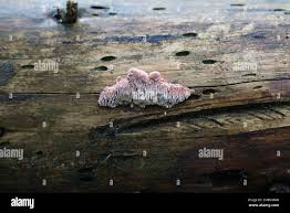 Attēlu rezultāti vaicājumam “Leptoporus mollis”