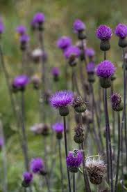 Attēlu rezultāti vaicājumam “Cirsium heterophyllum flower”