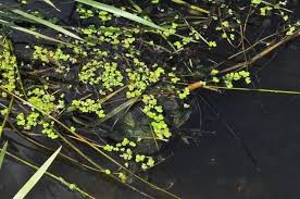 Attēlu rezultāti vaicājumam “Spirodela polyrhiza”