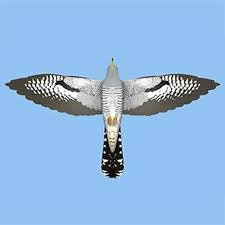 Attēlu rezultāti vaicājumam “Cuculus canorus adult”