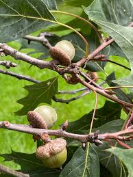 Attēlu rezultāti vaicājumam “Quercus rubra”