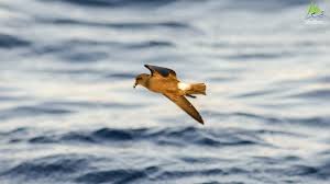 Image result for Oceanodroma castro