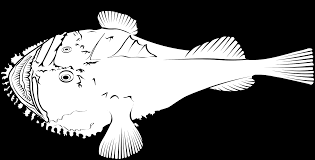 Image result for Lophius americanus