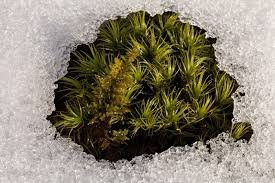 Attēlu rezultāti vaicājumam “Dicranum montanum sporophyte”