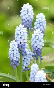 Attēlu rezultāti vaicājumam “Muscari armeniacum flower”