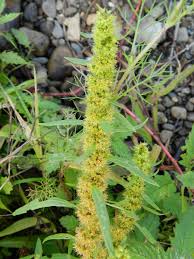 Attēlu rezultāti vaicājumam “Rumex maritimus”